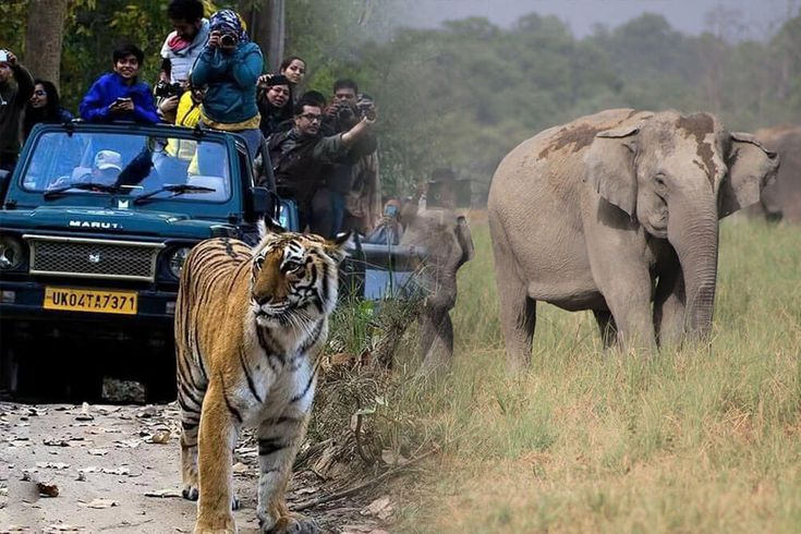 Corbett Safari